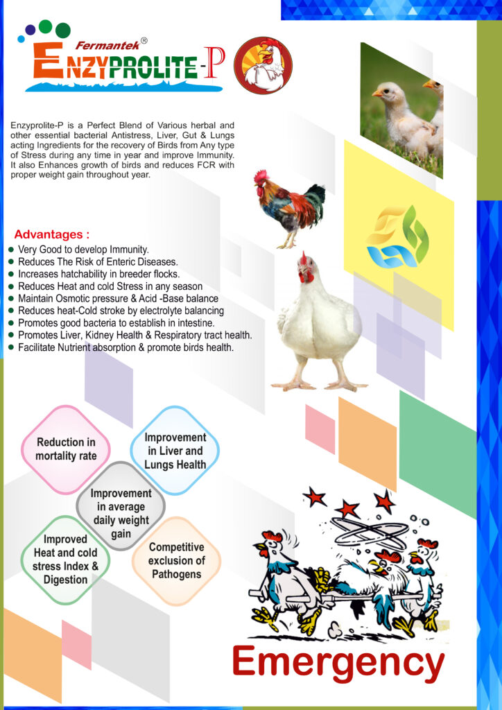 poultry feed supllement