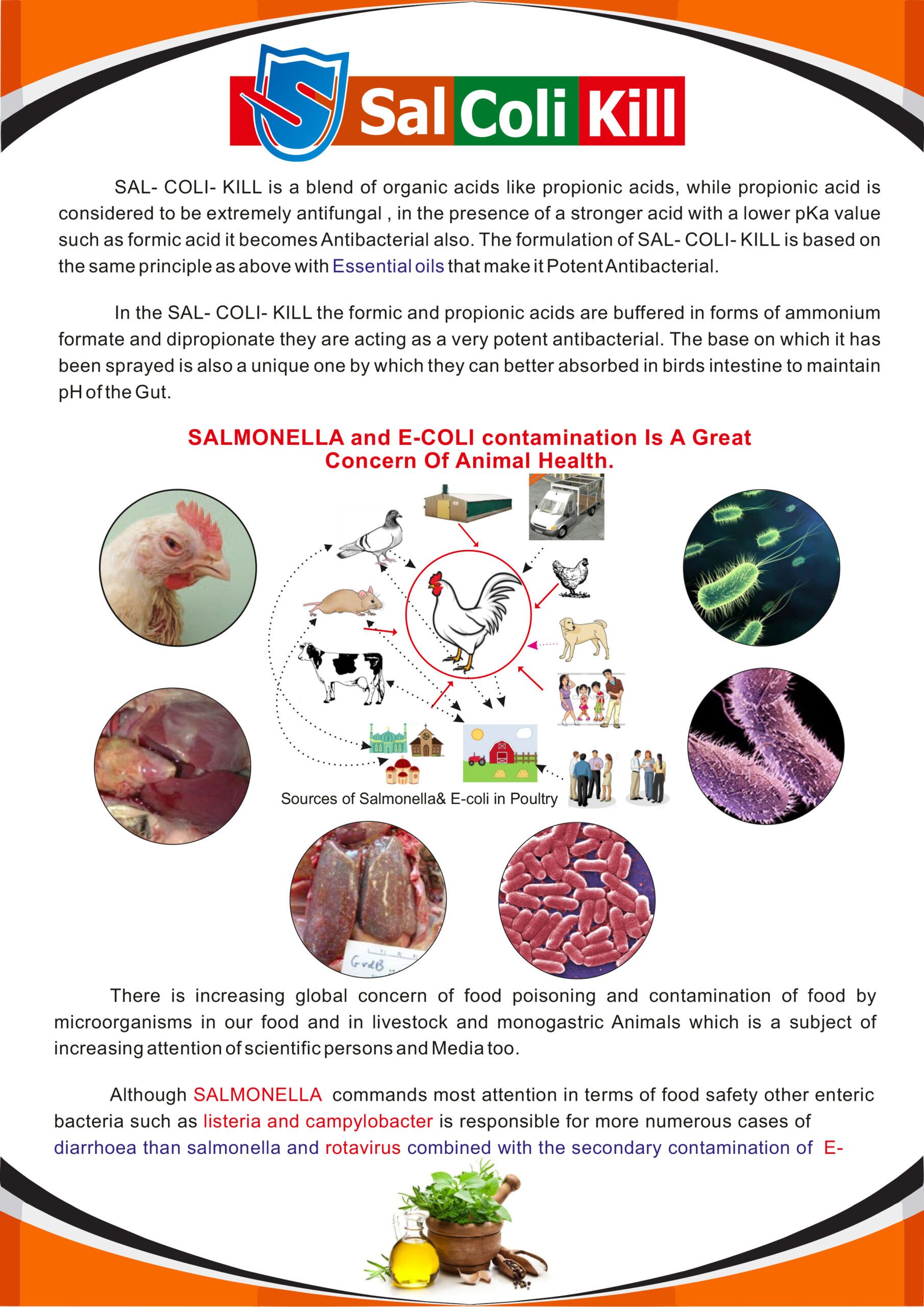 Sal Coli Kill Prevent Salmonella and E Coli Infection in Poultry By a