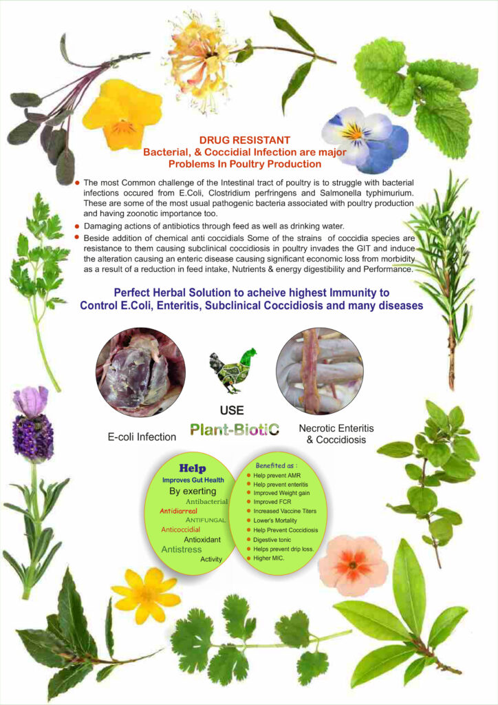 Fermantek Herbal Care Plant Biotic Poultry chicken feed supplements medicine Herbal-Antibacterial, Gut Health Improver, Digestive Stimulant, Antioxidant, Immunomodulator, & Anticoccidial 